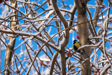 Titmouse on a snowy winter day