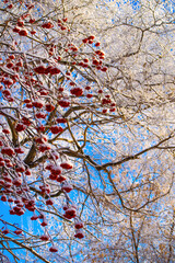 Red berries of mountain ash under the snow.
