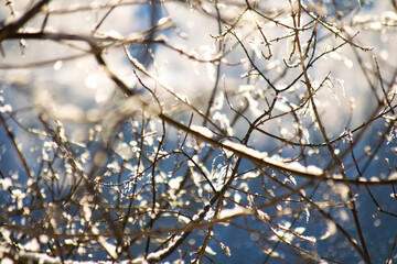 Fototapeta na wymiar Winter trees on snow