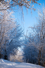 Winter trees on snow in park.