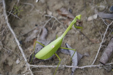 Chinese mantis (Tenodera sinensis)  Mantidae family. Amazon rainforest,Brazil.