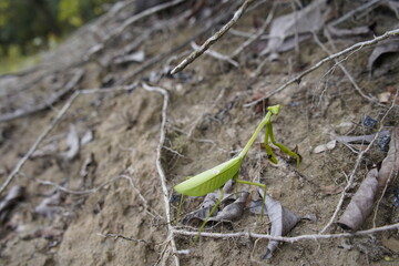 Chinese mantis (Tenodera sinensis)  Mantidae family. Amazon rainforest,Brazil.