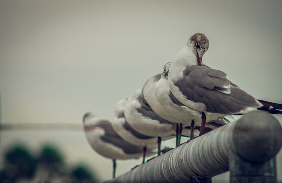 parvada de aves marinas descansando en la costa