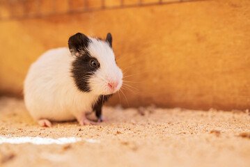 Guinea pig in a wooden cage. Photographed close-up.