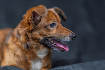 Portrait of a dog in the studio against a dark background.