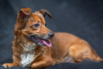 Portrait of a dog in the studio against a dark background.