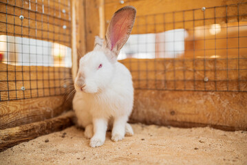 White rabbit in a wooden cage. Photographed close-up.