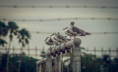 parvada de aves marinas descansando en la costa