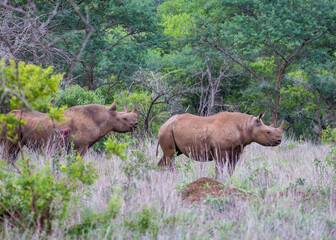Fototapeta premium Two battle-scarred Black Rhinos encountered in the bush of South Africa's Kwazulu-natal.