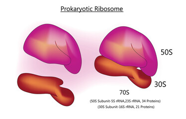 prokaryotic ribosome anatomy (ribosomes are scattered and floating freely throughout the cytoplasm)