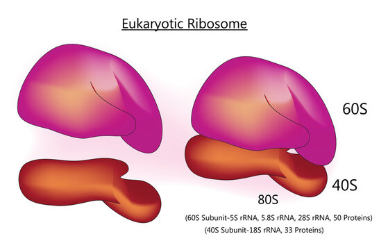 eukaryotic ribosome structure