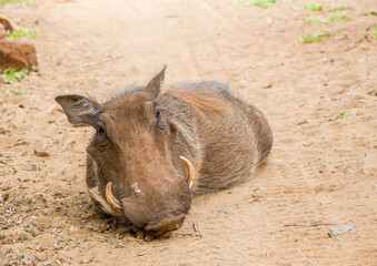 Portrait of a Warthog in the Western Cape, South Africa.