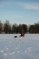 Aussie with cropped tail. Happy woman on walk in winter park runs two dogs through snow. Rear view. Spend time with pets outside. German Shepherd and chocolate colored Australian Shepherd puppy.