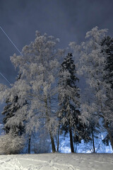 Trees in the park in the evening after a snowfall