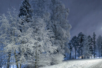 Trees in the park in the evening after a snowfall