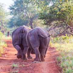 Two White Rhinos plod away up a dirt road in the Western Cape, South Africa.