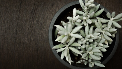 クールな多肉植物のセネシオ属ハオルチー