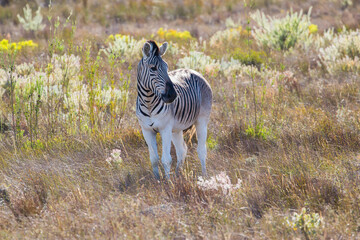 Naklejka na ściany i meble The previously extinct Quagga, a subspecies of the Plains Zebra, now successfully being bred in South Africa's Western Cape, by selective use of the genes that inhibit the zebra's black stripes .