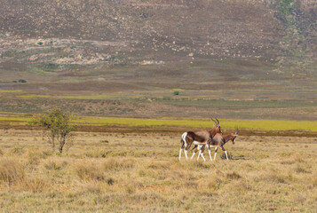 A female Bontebok and her calf in the grasslands of the Western Cape, South Africa.