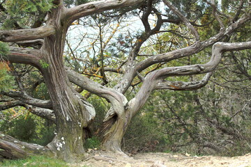 the old juniper tree has an unusual shape