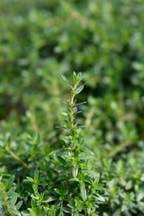 Summer savory