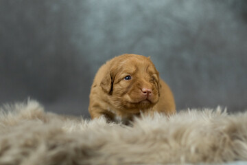 Nova Scotia Duck Tolling Retriever