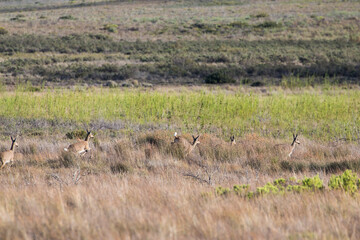 Naklejka premium A small herd of Grey Rhebok running and jumping across the grasslands of the Western Cape in South Africa.
