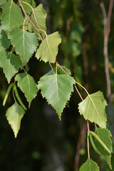 Common birch