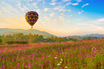 Color hot air balloon over pink cosmos flowers garden,Hot Air Balloon, Flying, Sunset, Thailand, Balloon