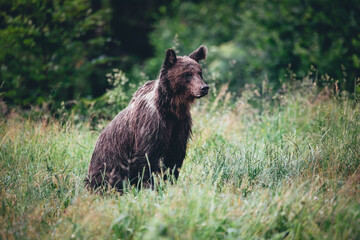 Bear (ursus arctos)