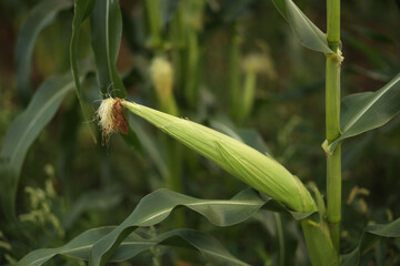 Obraz premium A large ear of corn in a cornfield. Selective focus.