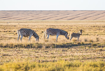 Fototapeta premium The previously extinct Quagga, a subspecies of the Plains Zebra, now successfully being bred in South Africa's Western Cape, by selective use of the genes that inhibit the zebra's black stripes .