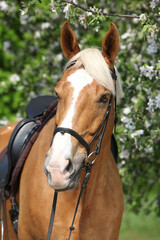 Amazing palomino warmblood in spring