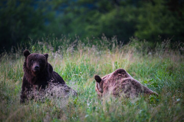 Bear (ursus arctos)