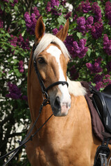 Nice czech warmblood in front of flowering pipe-tree