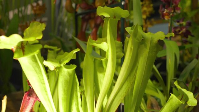 Nepenthe Tropical Carnivorous Pitcher Plant in 4k slow motion 60fps