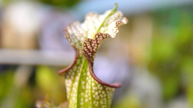 Nepenthe Tropical Carnivorous Pitcher Plant in 4k slow motion 60fps