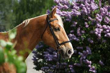 Portrait of czech warmblood in front of flowering pipe-tree