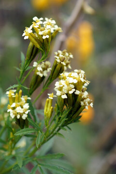 Vertical image of the flowers of the herb known as Peruvian black mint, huacatay, or Mexican marigold (Tagetes minuta), among other names