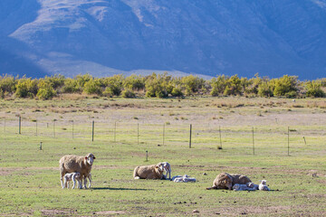 Merino Sheep ewes with their calves in the Western Cape, South Africa.