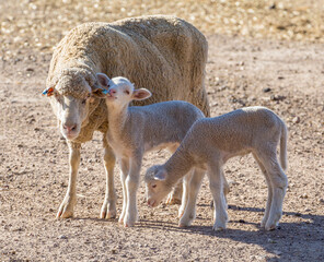 A Merino Sheep ewe with her two calves in the Western Cape, South Africa.