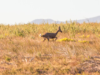 A spooked, Grey Rhebok runs away across the grasslands of the Western Cape in South Africa