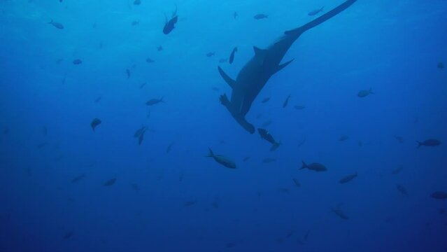 hammerhead sharks on a coral reef near the galapagos islands 