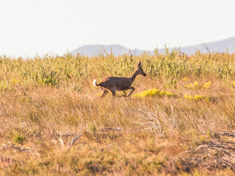 A spooked, Grey Rhebok runs away across the grasslands of the Western Cape in South Africa