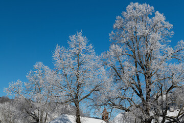Dreamlike Winter wonderland in Almtal, Salzkammergut. Frozen Trees Almsee, Totes Gebirge, Upper Austria