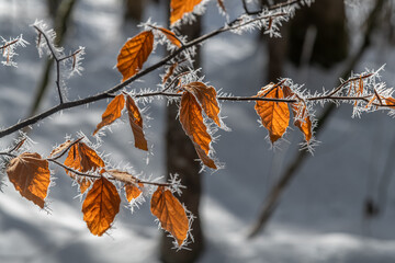 Hoarfrost on brunches and leaves along Almsee, Almtal, Salzkammergut