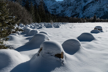 Dreamlike Winter wonderland in Almtal, Salzkammergut. Frozen Trees, snowcaped reed grass, Totes Gebirge, Upper Austria