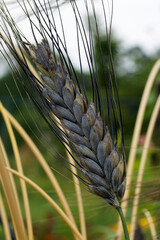 A spike of black winter emmer wheat (Triticum dicoccon var. atratum), showing the long, black awns