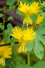 Closeup of the flowers and foliage of the annual vine known as canary creeper (Tropaeolum...