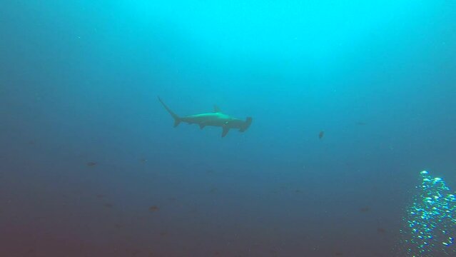 hammerhead sharks on a coral reef near the galapagos islands 